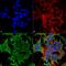 Potassium channel subfamily K member 3 antibody, MA5-27677, Invitrogen Antibodies, Immunofluorescence image 