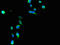 Major Histocompatibility Complex, Class I, G antibody, orb239517, Biorbyt, Immunofluorescence image 
