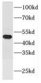 FCH And Double SH3 Domains 1 antibody, FNab03059, FineTest, Western Blot image 