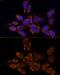 Cytochrome P450(scc) antibody, GTX53941, GeneTex, Immunofluorescence image 