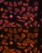 Guanylate cyclase soluble subunit alpha-3 antibody, GTX66113, GeneTex, Immunocytochemistry image 