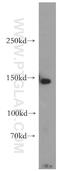 Extended Synaptotagmin 1 antibody, 21450-1-AP, Proteintech Group, Western Blot image 