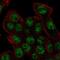 REV3 antibody, NBP2-57595, Novus Biologicals, Immunofluorescence image 