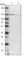 DENN Domain Containing 4C antibody, HPA014917, Atlas Antibodies, Western Blot image 