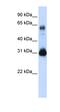 Protein SOX-15 antibody, orb329720, Biorbyt, Western Blot image 