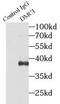 DNA Meiotic Recombinase 1 antibody, FNab02422, FineTest, Immunoprecipitation image 