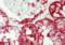 Neuronal Calcium Sensor 1 antibody, orb74239, Biorbyt, Immunohistochemistry paraffin image 