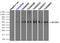 Solute Carrier Family 2 Member 5 antibody, TA500546, Origene, Immunoprecipitation image 