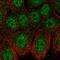 Zinc finger protein neuro-d4 antibody, HPA049148, Atlas Antibodies, Immunocytochemistry image 