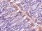 Golgi-associated PDZ and coiled-coil motif-containing protein antibody, LS-C19545, Lifespan Biosciences, Immunohistochemistry frozen image 