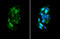 Coagulation Factor II, Thrombin antibody, GTX101270, GeneTex, Immunocytochemistry image 