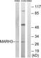  antibody, LS-B9733, Lifespan Biosciences, Western Blot image 