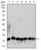 Ribosomal Protein L18a antibody, MA5-17167, Invitrogen Antibodies, Western Blot image 