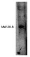 Phospholipid Phosphatase Related 2 antibody, orb198339, Biorbyt, Western Blot image 