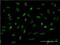 RNA-binding motif, single-stranded-interacting protein 2 antibody, H00005939-M03, Novus Biologicals, Immunofluorescence image 