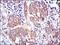 Erk1 antibody, GTX60492, GeneTex, Immunohistochemistry paraffin image 