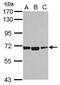 Acyl-CoA Synthetase Medium Chain Family Member 1 antibody, PA5-32119, Invitrogen Antibodies, Western Blot image 