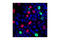 p21 antibody, 2947S, Cell Signaling Technology, Immunocytochemistry image 