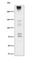NEUR antibody, M06700, Boster Biological Technology, Western Blot image 