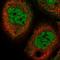 COP9 Signalosome Subunit 7B antibody, HPA034676, Atlas Antibodies, Immunocytochemistry image 