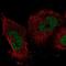 Immediate Early Response 2 antibody, NBP2-56018, Novus Biologicals, Immunofluorescence image 