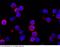 Interferon Alpha And Beta Receptor Subunit 1 antibody, 50469-R110, Sino Biological, Immunohistochemistry frozen image 