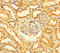 ES1 protein homolog, mitochondrial antibody, A53901-100, Epigentek, Immunohistochemistry paraffin image 