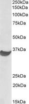 Pdl1 antibody, TA302988, Origene, Western Blot image 