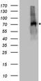 Erythropoietin Receptor antibody, TA890118S, Origene, Western Blot image 