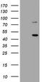 Fragile X mental retardation 1 protein antibody, TA504373, Origene, Western Blot image 