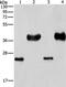 Lin-28 Homolog B antibody, PA5-50609, Invitrogen Antibodies, Western Blot image 