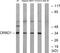 Olfactory Receptor Family 8 Subfamily D Member 1 antibody, LS-B13214, Lifespan Biosciences, Western Blot image 