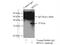 Ribosomal Protein S3A antibody, 14123-1-AP, Proteintech Group, Immunoprecipitation image 