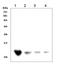 D-Dopachrome Tautomerase antibody, LS-C312606, Lifespan Biosciences, Western Blot image 