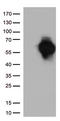 CD27 Molecule antibody, CF812552, Origene, Western Blot image 