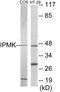 Inositol Polyphosphate Multikinase antibody, EKC1876, Boster Biological Technology, Western Blot image 