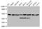 Enolase 1 antibody, orb240813, Biorbyt, Western Blot image 