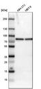 ATP-dependent RNA helicase DDX3X antibody, HPA001648, Atlas Antibodies, Western Blot image 