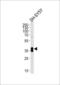 Musashi RNA Binding Protein 1 antibody, LS-C164649, Lifespan Biosciences, Western Blot image 