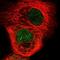 Ciliogenesis And Planar Polarity Effector 2 antibody, PA5-65309, Invitrogen Antibodies, Immunofluorescence image 