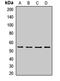 Cell Division Cycle 45 antibody, orb412061, Biorbyt, Western Blot image 