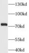 Minichromosome Maintenance Complex Component 3 Associated Protein antibody, FNab03340, FineTest, Western Blot image 