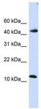 DNA dC->dU-editing enzyme APOBEC-3F antibody, TA344000, Origene, Western Blot image 