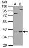 G Protein Pathway Suppressor 2 antibody, NBP2-14970, Novus Biologicals, Western Blot image 