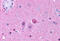 Neuropeptide Y Receptor Y5 antibody, MBS244878, MyBioSource, Immunohistochemistry frozen image 