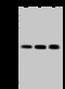 SAP Domain Containing Ribonucleoprotein antibody, 202855-T46, Sino Biological, Western Blot image 