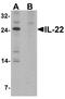Interleukin 22 antibody, TA326688, Origene, Western Blot image 