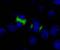 Centromere protein F antibody, IHC-00065, Bethyl Labs, Immunofluorescence image 