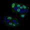 CTNNBL1 antibody, NBP2-37252, Novus Biologicals, Immunofluorescence image 