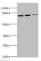 DNA-binding protein SATB1 antibody, orb353273, Biorbyt, Western Blot image 